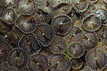 Cnidarian (Palythoa sp) colony, Coral Sea