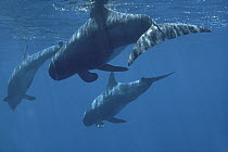 Pygmy Killer Whale (Feresa attenuata) pod, Kona, Hawaii