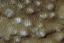 Porcelain Coral (Leptoseris explanata), Coral Sea