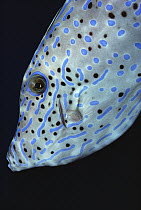 Scrawled Filefish (Alutera scriptus) profile off of the Kona Coast, Hawaii