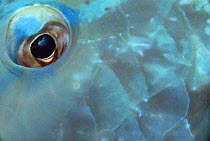 Blue Parrotfish (Scarus coeruleus) eye, Belize