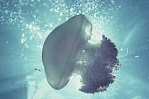 Jellyfish (Cotylorhiza sp) and young Jack (Carangidae) , which are immune to the Jellyfish's sting and often hide among the tentacles for protection, Truk Lagoon, Micronesia