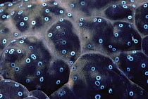 Giant Clam (Tridacna gigas) detail of mantle, Palau