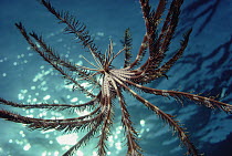Feather Star (Heterometra savignii) swimming through water showing underside, Red Sea, Egypt