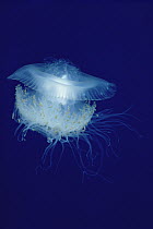 Jellyfish (Cephea cephea), Kona, Hawaii
