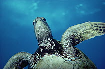 Green Sea Turtle (Chelonia mydas), Kona, Hawaii
