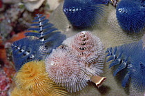 Christmas Tree Worm (Spirobranchus giganteus) group, Coral Sea