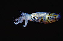 Squid (Sepioteuthis sp) at surface, Papua New Guinea
