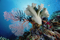 Feather Star (Colobometra perspinosa) on Sea Fan (Melithaea sp) and Leather Coral (Sarcophyton sp) 70 Feet Deep, Solomon Islands