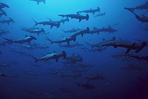 Scalloped Hammerhead Shark (Sphyrna lewini) school at 60 feet, Galapagos Islands, Ecuador