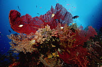 Sea Fan (Melithaea sp) group and Soft Corals (Dendronephthya sp) and fish, 50 feet deep, Solomon Islands