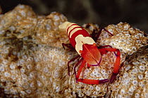 Emperor Shrimp (Periclimenes imperator / Zenopontonia rex) on Sea Cucumber (Synapta maculata) 20 feet deep, Papua New Guinea