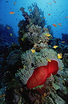 Two-banded Anemonefish (Amphiprion bicinctus) on Magnificent Sea Anemone (Heteractis magnifica) host, 40 feet deep, Red Sea, Egypt