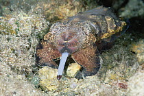 Flamboyant Cuttlefish (Metasepia pfefferi) feeding with extended tentacles, 70 feet deep, Papua New Guinea