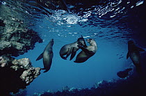 Galapagos Sea Lion (Zalophus wollebaeki) several youngsters playing in cave, Galapagos Islands, Ecuador