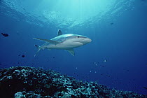 Silver-tip Shark (Carcharhinus albimarginatus) 30 feet deep, Papua New Guinea
