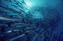 Blackfin Barracuda (Sphyraena qenie) in a spiraling school at 70 feet deep, Solomon Islands