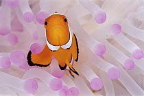 Blackfinned Clownfish (Amphiprion percula) in bleached Magnificent Sea Anemone (Heteractis magnifica) host, 30 feet deep, Papua New Guinea