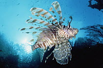 Common Lionfish (Pterois volitans) 20 feet deep, Papua New Guinea