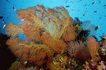 Sea Fan (Melithaea sp) on coral reef, 50 feet deep, Solomon Islands