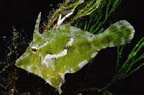 Diamond Leatherjacket (Acreichthys tomentosus) in Algae (Halimeda sp) 10 feet deep, Papua New Guinea