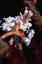 Harlequin Shrimp (Hymenocera picta) paralyzing a Sea Star by injecting venom with its specialized stinging arms, 30 feet deep, Papua New Guinea