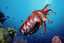 Cuttlefish (Sepia sp) portrait, 50 feet deep, Papua New Guinea
