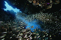 Pygmy Sweeper (Parapriacanthus ransonneti) school, inside cave at 40 feet, Red Sea, Egypt
