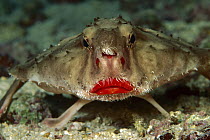 Rosy-lipped Batfish (Ogcocephalus sp) portrait, 100 feet deep, Cocos Island, Costa Rica