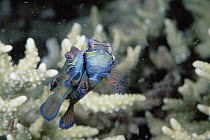 Mandarinfish (Synchiropus splendidus) mating in Stony Coral (Acropora sp) 10 feet deep, Solomon Islands