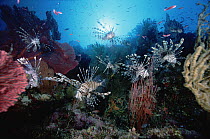 Common Lionfish (Pterois volitans) group surrounded by Sea Fans (Melithaea sp) 60 feet deep, Solomon Islands