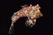Dragonet (Synchirropus sp) pair mating, 40 feet deep, Solomon Islands