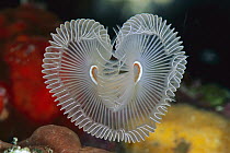 Feather Duster Worm (Sabellastarte sp) in the shape of a heart, 40 feet deep, Solomon Islands