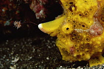 Warty Frogfish (Antennarius maculatus) with fishing lure extended, 10 feet deep, Papua New Guinea