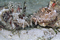 Two-stick Stingfish (Inimicus filamentosus) pair beginning courtship, 20 feet deep, Solomon Islands
