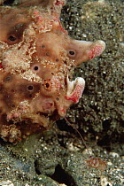Warty Frogfish (Antennarius maculatus) with fishing lure extended, 10 feet deep, Papua New Guinea