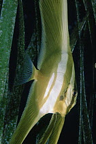 Longfin Batfish (Platax teira) juvenile in Tape Seagrass (Enhalus acoroides) 10 feet deep, Solomon Islands