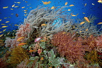 Reef scenic, many species of Soft Coral and Basslet (Pseudanthias sp) school, 50 feet deep Solomon Islands