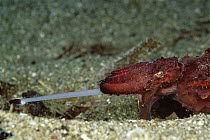 Flamboyant Cuttlefish (Metasepia pfefferi) fishing with its feeding tentacle, 80 feet deep, Papua New Guinea