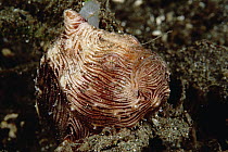 Frogfish (Antennarius sp) with fishing lure extended, 1-2 inches long, 50 feet deep, Papua New Guinea
