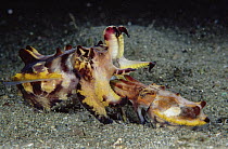 Flamboyant Cuttlefish (Metasepia pfefferi) pair mating, male is smaller, preparing to deposit sperm, 90 feet deep, Papua New Guinea