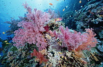 Soft Coral (Dendronephthya sp) outcroppings and Basslet (Pseudanthias sp) 70 feet deep, Red Sea, Egypt