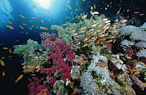 Soft Coral (Dendronephthya sp) outcroppings, Pigmy Sweeper (Parapriacanthus ransonneti) and Anthias, (Pseudanthias sp)