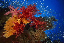 Soft Coral (Dendronephthya sp) outcroppings, Sea Fan (Subergorgia sp) and Glassfish (Parapriacanthus ransonneti)