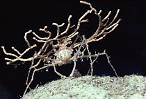 Hairy Sponge Crab (Dromidia antillensis) holding a broken piece of Sea Fan as camouflage, night, Red Sea