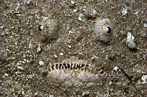 Stargazer (Uranoscopus sp) hiding in sand, flaps of tissue that appear to be teeth keep sand out of mouth, 30 feet deep, Red Sea, Egypt