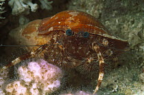 Hermit Crab (Diogenidae) in colorful shell, 40 feet deep, Red Sea, Egypt