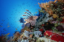 Common Lionfish (Pterois volitans) swimming over reef, 20 feet deep, Red Sea
