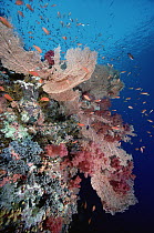 Sea Fan (Subergorgia sp) Soft Coral (Dendronephthya sp) and Anthias (Pseudanthias sp) 50 feet deep, Red Sea, Egypt