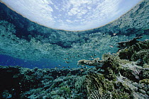 Coral reef reflected in surface, showing coral reef as well as sky and clouds, Red Sea, Egypt